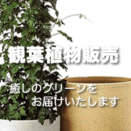 観葉植物販売